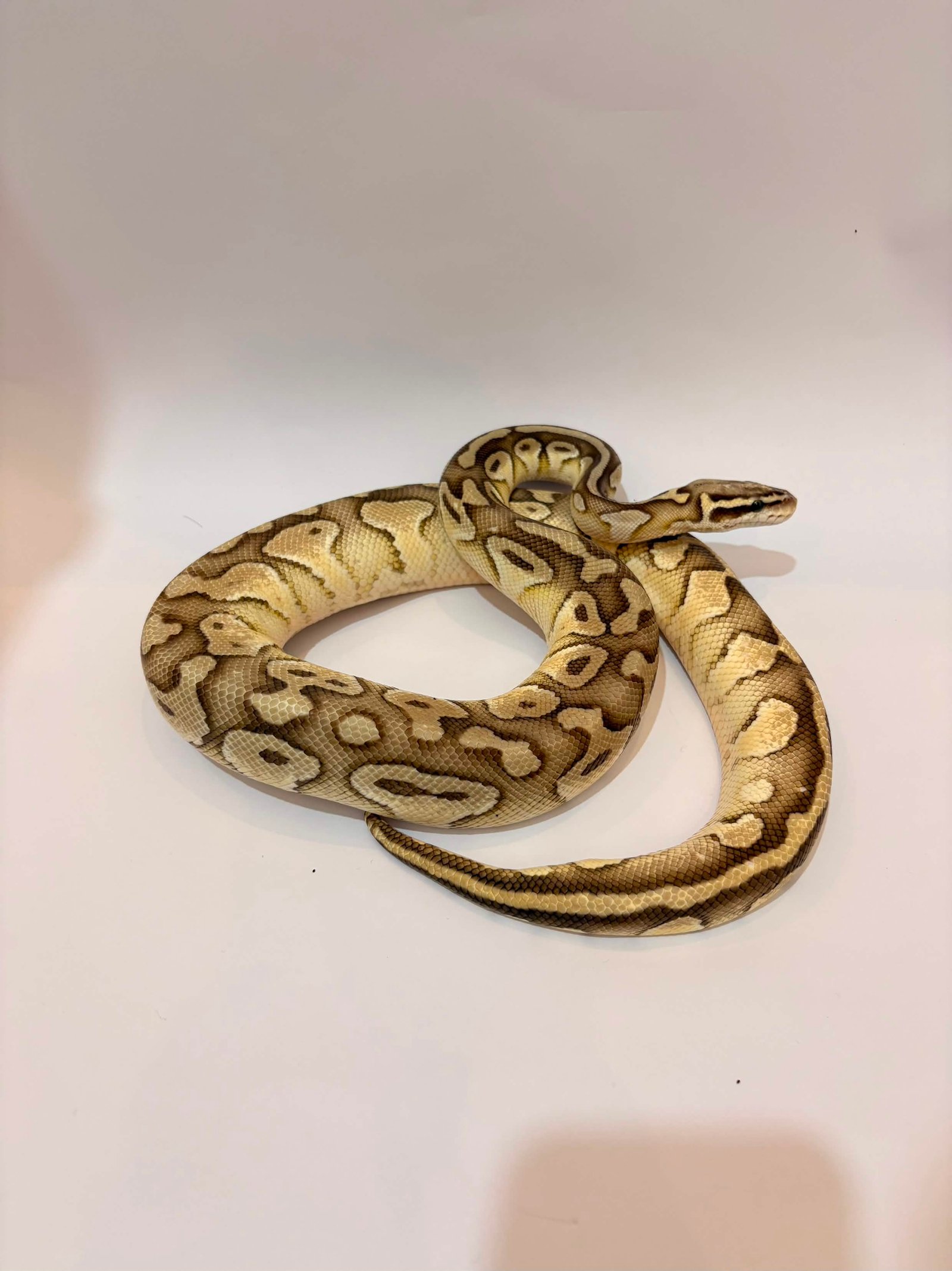 Butter pastel het clown - Ular eksotis dari TerraZora