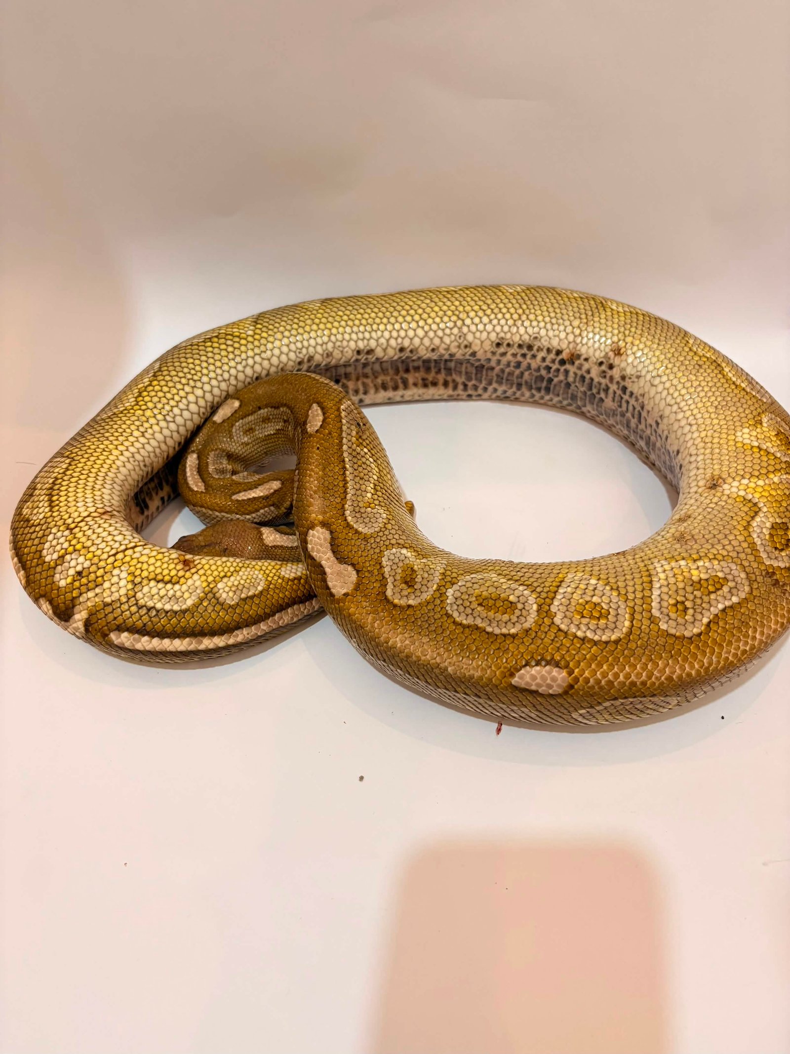 Lesser Cinnamon Proven - Ular eksotis dari TerraZora