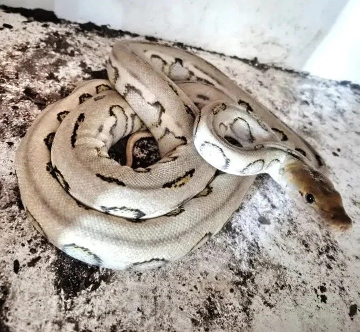 Retic Harley Platinum het Caramel 66% - Ular eksotis dari TerraZora