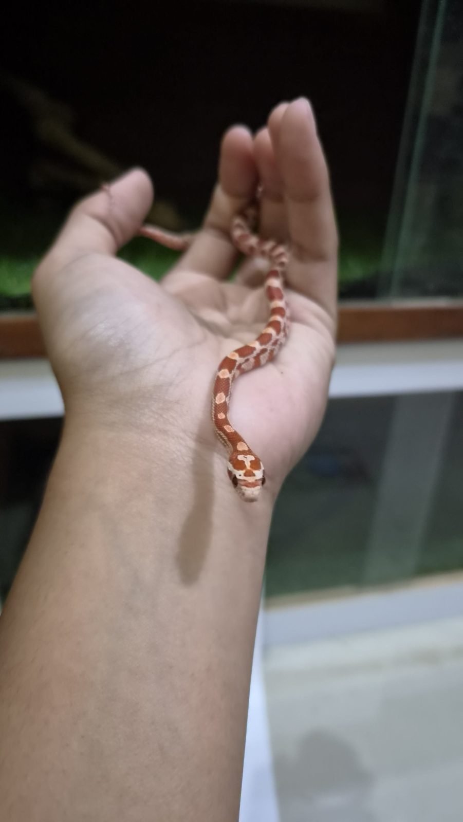 Cornsnake Ultramel het Snow c-02 - Ular eksotis dari TerraZora