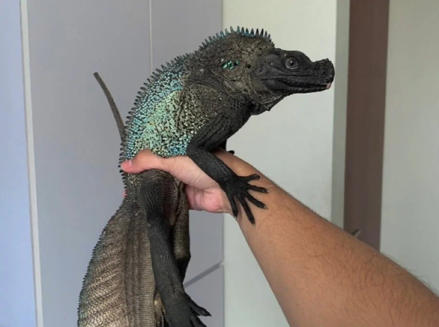 Sailfin Dragon Blue Phase - Kadal eksotis dari TerraZora