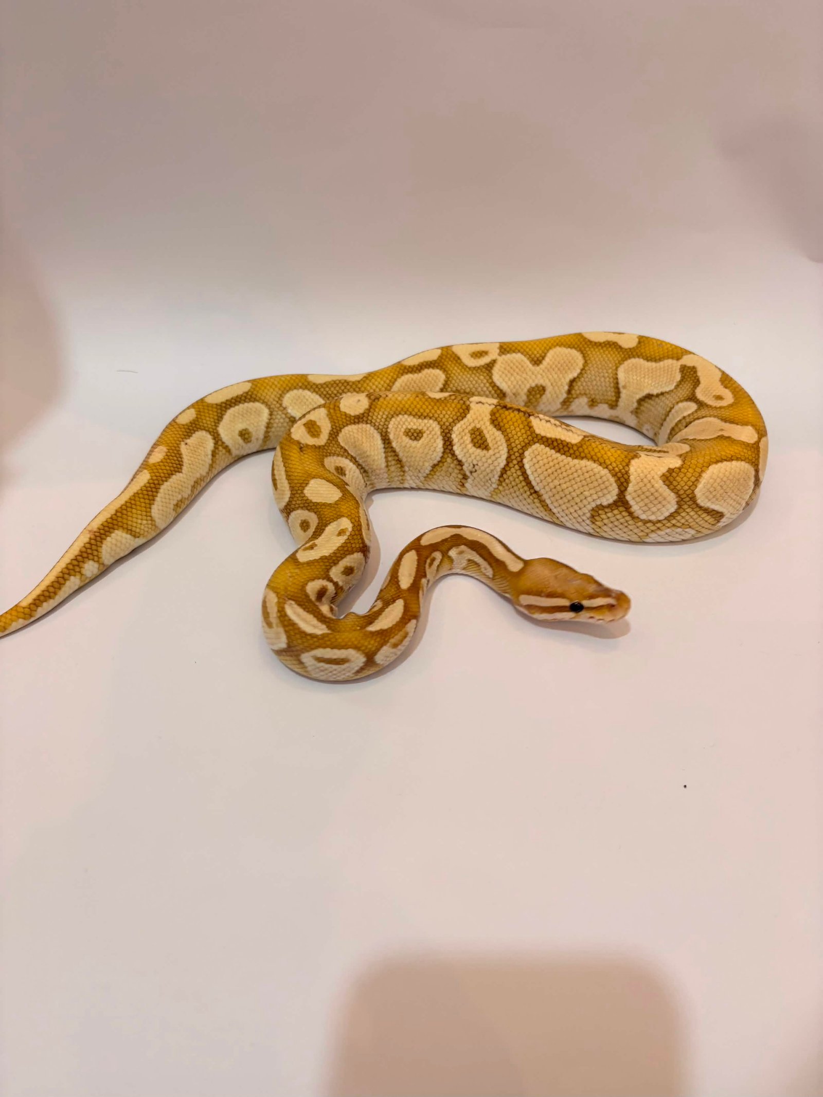Banana Enchi Proven - Ular eksotis dari TerraZora