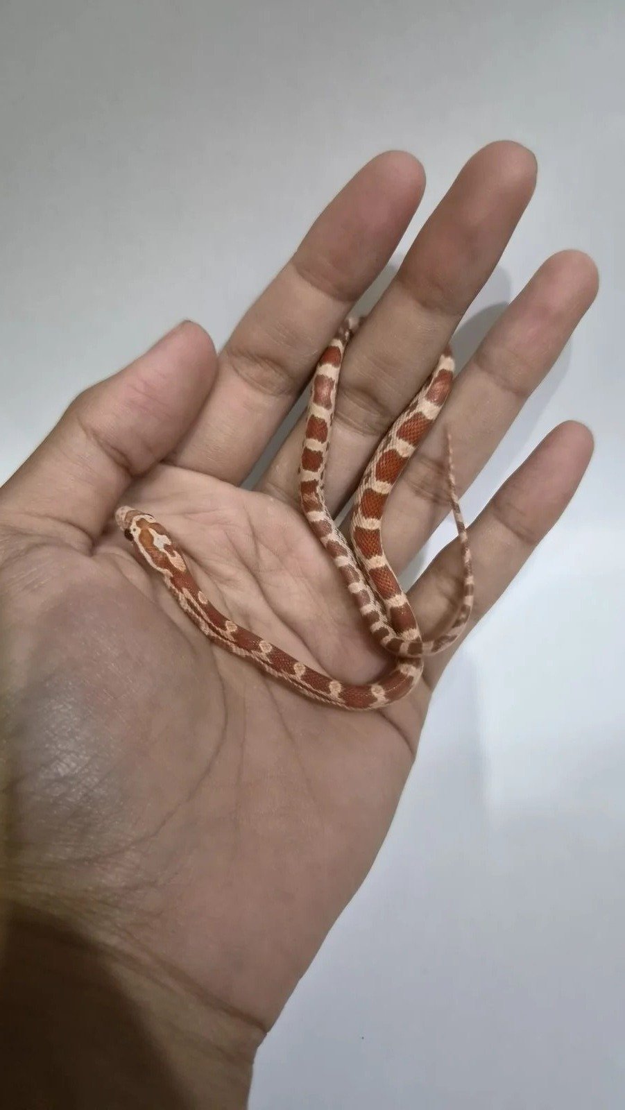 Cornsnake Ultramel het Snow c-01 - Ular eksotis dari TerraZora