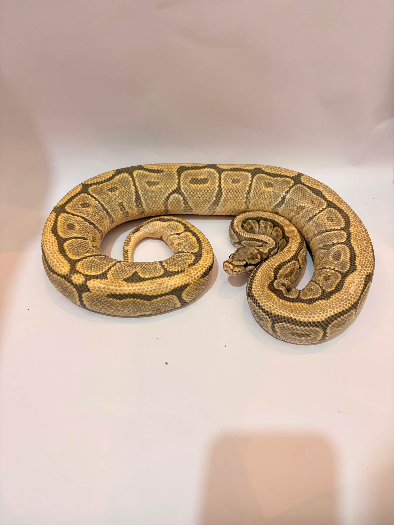 Spider Mojave Hypo Proven - Ular eksotis dari TerraZora