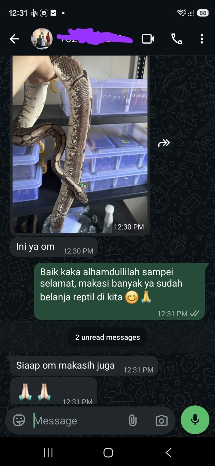 Testimoni pembeli Spider Axanthic VPI Proven
